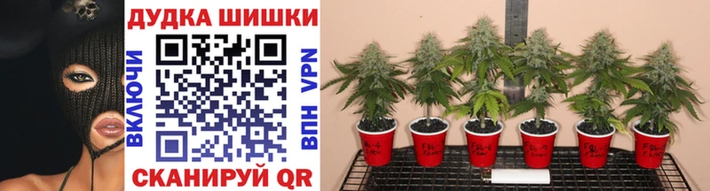 Купить где  Асино  Бошки Шишки SATIVA & INDICA 